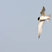 Least Tern